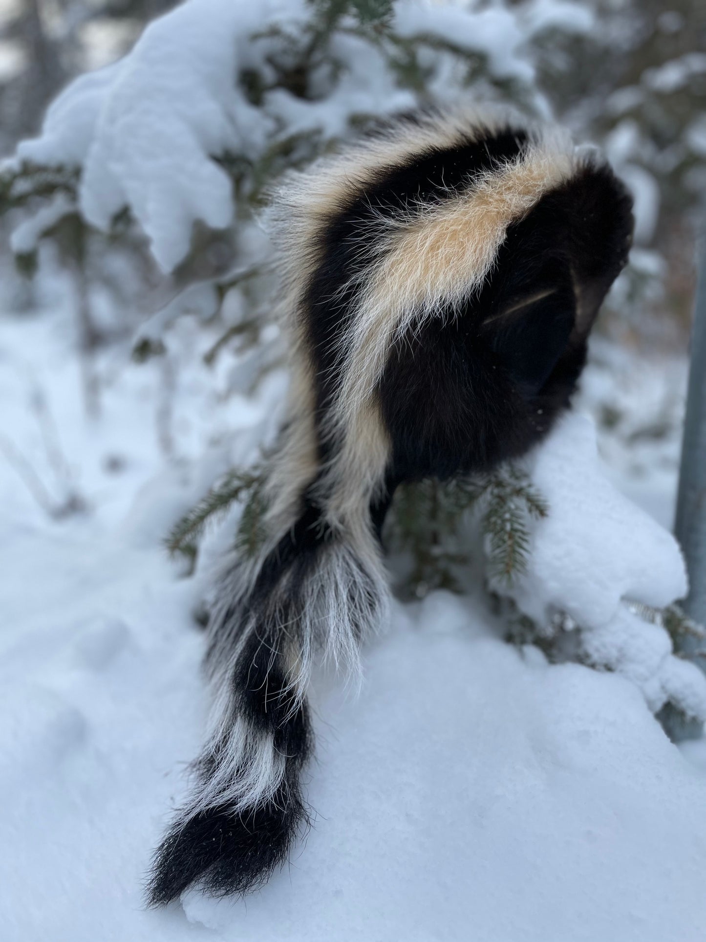 Skunk Hat